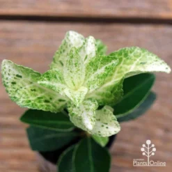 Euonymus Pierrolino - Variegated Spindle -Plant Collection Sales Shop apo pierrolino euonymus 2