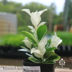 Euonymus Pierrolino - Variegated Spindle -Plant Collection Sales Shop apo pierrolino euonymus tubestock