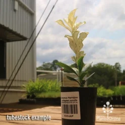 Euonymus Pierrolino - Variegated Spindle -Plant Collection Sales Shop apo pierrolino euonymus tubestock2