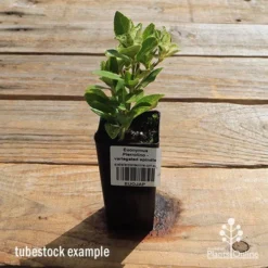 Euonymus Pierrolino - Variegated Spindle -Plant Collection Sales Shop apo pierrolino tubestock