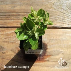 Euonymus Pierrolino - Variegated Spindle -Plant Collection Sales Shop apo pierrolino tubestock top