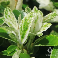 Euonymus Pierrolino - Variegated Spindle -Plant Collection Sales Shop apo pierrolino variegation