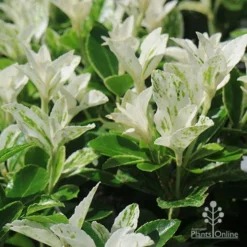 Euonymus Pierrolino - Variegated Spindle -Plant Collection Sales Shop apo pierrolino white leaves