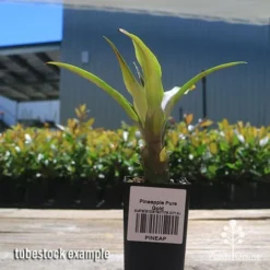 Pineapple Pure Gold -Plant Collection Sales Shop apo pineapple tubestock nursery