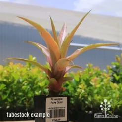 Pineapple Pure Gold -Plant Collection Sales Shop apo pineapple tubestock pure gold