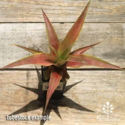 Pineapple Pure Gold -Plant Collection Sales Shop apo pineapple tubestock pure gold top