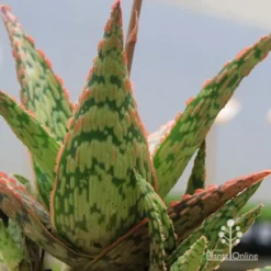 Aloe Pink Blush - Succulent -Plant Collection Sales Shop apo pink blush aloe leaves