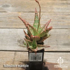 Aloe Pink Blush - Succulent -Plant Collection Sales Shop apo pink blush aloe tubestock