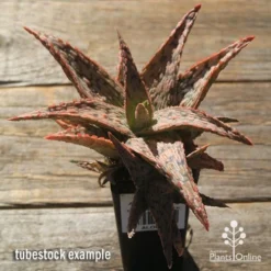 Aloe Pink Blush - Succulent -Plant Collection Sales Shop apo pink blush aloe tubestock large