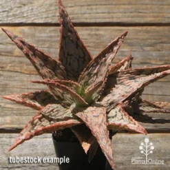 Aloe Pink Blush - Succulent