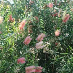 Callistemon Pink Champagne -Plant Collection Sales Shop apo pink champagne colour range