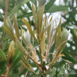 Callistemon Pink Champagne -Plant Collection Sales Shop apo pink champagne new leaf colour