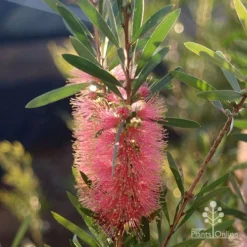 Callistemon Pink Champagne -Plant Collection Sales Shop apo pink champgne callistemon flower