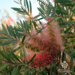 Callistemon Pink Champagne -Plant Collection Sales Shop apo pink champgne colour fan