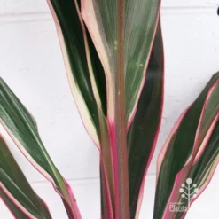 Cordyline Fruticosa Pink Diamond -Plant Collection Sales Shop apo pink diamond colouring