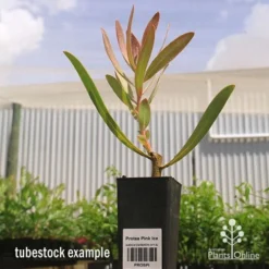 Protea Pink Ice -Plant Collection Sales Shop apo pink ice protea tubestock 2