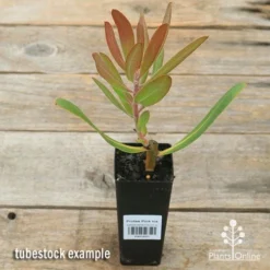 Protea Pink Ice -Plant Collection Sales Shop apo pink ice protea tubestock