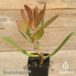 Protea Pink Ice -Plant Collection Sales Shop apo pink ice protea tubestock top