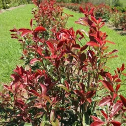 Photinia Pink Marble -Plant Collection Sales Shop apo pink marble hedge flower farm