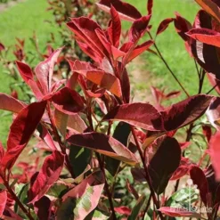 Photinia Pink Marble -Plant Collection Sales Shop apo pink marble leaf colour