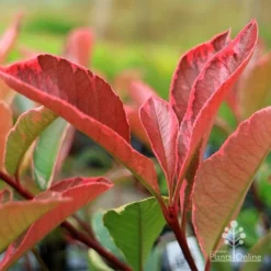 Photinia Pink Marble -Plant Collection Sales Shop apo pink marble photinia new leaf
