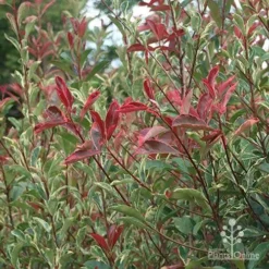 Photinia Pink Marble -Plant Collection Sales Shop apo pink marble photinia nursery