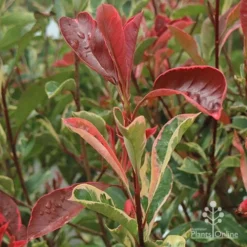 Photinia Pink Marble -Plant Collection Sales Shop apo pink marble photinia shoot
