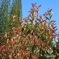 Photinia Pink Marble -Plant Collection Sales Shop apo pink marble upright habit