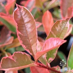 Photinia Pink Marble -Plant Collection Sales Shop apo pink marble very pink
