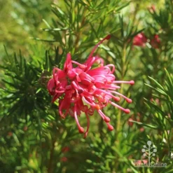 Grevillea Pink Pearl -Plant Collection Sales Shop apo pink pearl grevillea flower 1