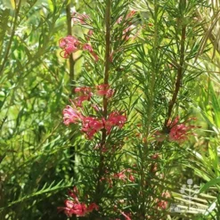 Grevillea Pink Pearl -Plant Collection Sales Shop apo pink pearl grevillea habit 1