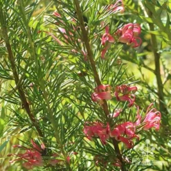 Grevillea Pink Pearl -Plant Collection Sales Shop apo pink pearl grevillea nursery
