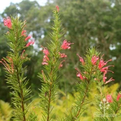 Grevillea Pink Pearl -Plant Collection Sales Shop apo pink pearl grevillea nursery flowering closeup