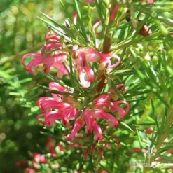 Grevillea Pink Pearl -Plant Collection Sales Shop apo pink pearl grevillea sunlit 1