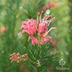 Grevillea Pink Pearl -Plant Collection Sales Shop apo pink pearl stem 1