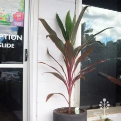 Cordyline Fruticosa Pink Diamond -Plant Collection Sales Shop apo pinkdiamond reception
