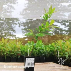 Pomegranate Double Orange -Plant Collection Sales Shop apo pomegranate double flower tubestock