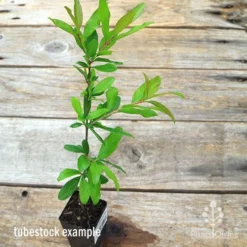 Pomegranate Double Orange -Plant Collection Sales Shop apo pomegranate double tubestock