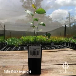 Blueberry Powder Blue -Plant Collection Sales Shop apo powder blue tubestock side