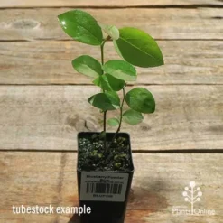 Blueberry Powder Blue -Plant Collection Sales Shop apo powder blue tubestock top