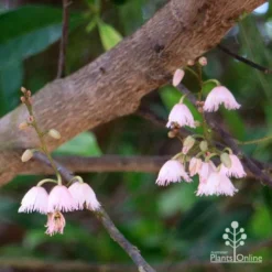 Elaeocarpus Prima Donna - Blueberry Ash 14 Elaeocarpus Prima Donna - Blueberry Ash -Plant Collection Sales Shop apo prima donna elaeocarpus flowers 1