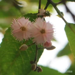 Elaeocarpus Prima Donna - Blueberry Ash 21 Elaeocarpus Prima Donna - Blueberry Ash -Plant Collection Sales Shop apo prima donna flower beneath 1