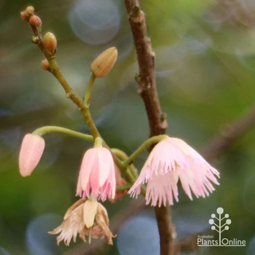 Elaeocarpus Prima Donna - Blueberry Ash 7 Elaeocarpus Prima Donna - Blueberry Ash - Image 7