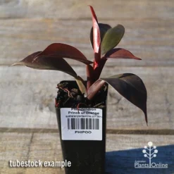 Philodendron Prince Of Orange -Plant Collection Sales Shop apo prince of orange philo tubestock2