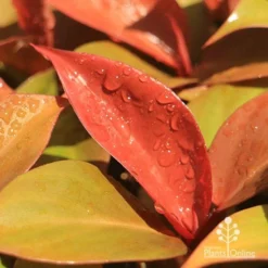 Philodendron Prince Of Orange -Plant Collection Sales Shop apo prince of orange philodendron colours