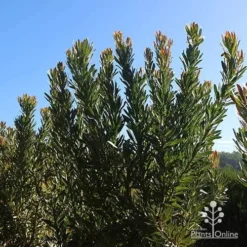 Protea Pink Ice -Plant Collection Sales Shop apo protea bushes at farm