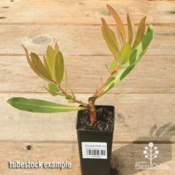 Protea Pink Ice -Plant Collection Sales Shop apo protea pink ice tubestock plant