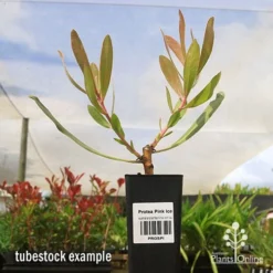 Protea Pink Ice -Plant Collection Sales Shop apo protea pink ice tubestock2