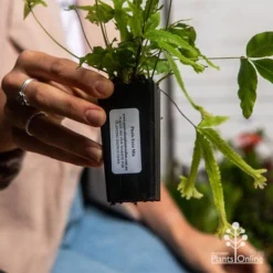 Pteris - Slender Brake Fern -Plant Collection Sales Shop apo pteris tube 1