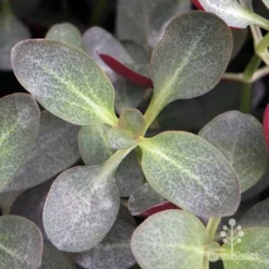 Crassula Purple Dragon - Fairy Crassula 15 Crassula Purple Dragon - Fairy Crassula -Plant Collection Sales Shop apo purple dragon crassula top view